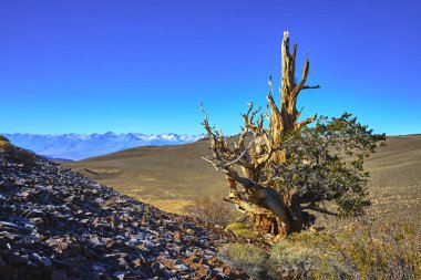 Antik bir Bristlecone Çamı, Kaliforniya 'da uzak mesafede, Beyaz Dağ sıradağları ve karla birlikte canlı bir mavi gökyüzünün altında, kayalık bir yamaçta tek başına duruyor. Sert dokular ve canlı renkler