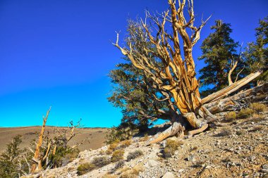 Yıpranmış bir Bristlecone Çamı California 'daki kayalık bir araziden canlı mavi bir gökyüzünün altında yükselir. Zamansız şekiller ve engebeli dokular bu eski ağaçların dayanıklılığını vurgular..