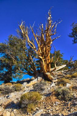 Antik Bristlecone çamı Kaliforniya Beyaz Dağı 'nın canlı mavi gökyüzünün altında kayalık bir yamaçta dirençlidir. Çölün dayanıklı çalıları ve engebeli arazisi eşsiz ekosistemi vurguluyor.