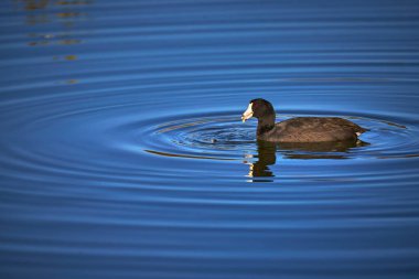 Floyd Lamb Park Las Vegas 'ta altın saatinde siyah bir kuş durgun bir gölette huzur içinde süzülüyor. Temiz su ve yumuşak yansıma, doğa ve vahşi yaşam temaları için mükemmel sakin bir sahne yaratır..