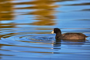 Siyah bir su kuşu Las Vegas Nevada 'daki Floyd Lamb Parkı' ndaki gölette huzur içinde süzülüyor. Hafif dalgalar ve altın saat ışığı yansımalar ve canlı suyla sakin bir sahne oluşturur..