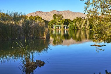 Las Vegas Nevada 'daki Floyd Lamb Park' ta altın saat güneşli gölet ve yemyeşil sazlıklar yıkanır. Sakin su, uzak dağı ve yakınlardaki ağaçları yansıtır ve sakin doğal bir kaçış yaratır..