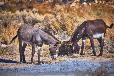 Beatty yakınlarındaki Nevada çölünde iki yabani eşek birlikte otlar. Engebeli manzara ve doğal ışık, vahşi hayvanların varlığını ve bu eşeklerin dayanıklılığını vurguluyor..
