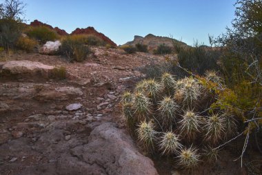 Las Vegas Nevada yakınlarındaki Red Rock Kanyonu 'nda yoğun bir kaktüs kümesi dayanıklı bir şekilde duruyor. Sıcak akşam ışığı çöl arazisini vurguluyor Calico oluşumlarını ve dayanıklı bitki örtüsünü..