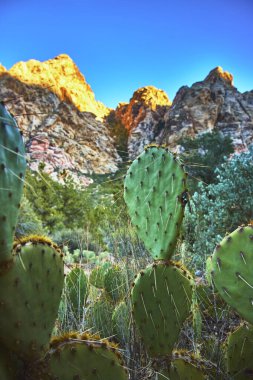Armut dikenli kaktüs Nevada 'daki Red Rock Kanyonu' nun dramatik uçurumlarına karşı dimdik ayakta duruyor. Sıcak altın saat güneşi Las Vegas ve La Madre yakınlarındaki engebeli araziyi ve yemyeşil çöl bitkisini vurguluyor.