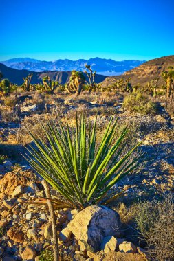 Las Vegas Nevada yakınlarındaki Desert National Wildlife Refuge 'da Joshua ağaçları ve açık mavi gökyüzünün altındaki uzak dağlarla dolu canlı bir yukka bitkisi kayalıkların arasında duruyor. Sıcak güneş ışığı gölgeleri