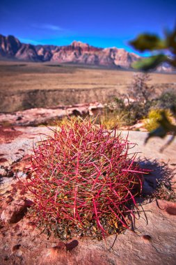 Las Vegas Nevada yakınlarındaki Red Rock Kanyonu 'nda canlı bir ateş fıçısı kaktüsü göze çarpıyor. Güneş ışığı, kaktüs ve dağların çarpıcı bir şekilde oluşturduğu eşsiz çöl dokusunu vurgular.