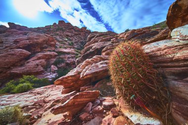 Las Vegas Nevada yakınlarındaki Red Rock Kanyonu 'nda bir fıçı kaktüs engebeli kırmızı kayalara tutunur. Güneş ışığı dramatik manzarayı vurgular ve eşsiz bitki örtüsü canlı bir çöl manzarası yaratır..