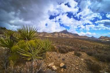Çöl bitkileri ve kayalık arazi Las Vegas Nevada yakınlarındaki Red Rock Kanyonu 'nda fırtınalı gökyüzünün altında Kaplumbağa Tepesi' nin dramatik siluetine yol açar. Sahne Keystone 'un vahşi ruhunu yakalıyor.