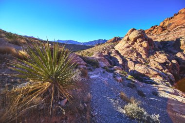 Canlı bir yukka bitkisi Las Vegas yakınlarındaki dramatik Red Rock Kanyonu oluşumlarına karşı çıkıyor. Güneşli dağlar ve engebeli çöl arazisi ABD 'nin güneybatısında çarpıcı bir manzara yaratır..