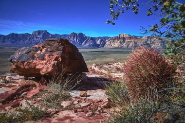 Las Vegas Nevada yakınlarındaki Red Rock Kanyonu 'nda bir ateş fıçısı kaktüsünün yanında çarpıcı bir kiremit taşı duruyor. Güneş ışığı, berrak bir mavi altında uzak dağları olan canlı çöl arazisini vurgular.