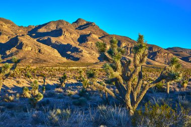 Las Vegas Nevada yakınlarındaki Desert National Wildlife Refuge 'da güneşli bir Joshua ağacı dimdik ayakta duruyor. Engebeli dağlar ve çorak arazi Amerikan Güneybatı manzarasının katıksız güzelliğini yansıtıyor..