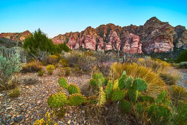 Güneş ışığı, Las Vegas Nevada yakınlarındaki ikonik Kızıl Kaya Kanyonu uçurumlarını kaktüs ve vahşi çöl bitkilerinin ön planda gelişmesiyle yıkıyor. Çarpıcı manzara güneybatının engebeli güzelliğini vurguluyor..