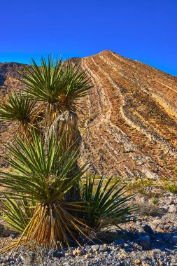 Uzun bir Joshua Tree Las Vegas yakınlarındaki Çöl Ulusal Vahşi Yaşam Sığınağı 'nın kayalık arazisinde dirençli duruyor. Güneş ışığı, yamacın dramatik katmanlarını ve Peek 'in üstündeki canlı mavi gökyüzünü vurgular.