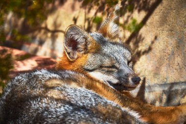 Gri tilki Las Vegas Nevada 'daki Springs Preserve' de huzur içinde yatıyor. Yumuşak kürk ve rahat duruş, Amerika Birleşik Devletleri 'ndeki doğal hayatın güzelliğini ve sakinliğini vurgular..