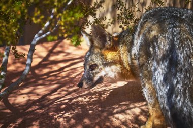 Gri tilki, Las Vegas Nevada 'daki Springs Preserve' de güneşli kayalar ve yerel çöl bitkilerinde zarifçe ilerler. Hayvan uyarısı doğal güzelliğini ve vahşi ruhunu vurgular.