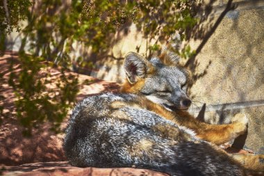 Gri tilki Las Vegas Nevada 'daki Springs Preserve' de huzurlu bir uyku çekiyor. Hayvan, çöl yapraklarıyla taş bir duvara yaslanmış ve yakınlarda yumuşak gölgeler bırakıyor..