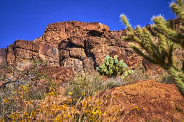 Kelso yakınlarındaki Mojave 'de canlı bir çöl sahnesinde dramatik kaya oluşumları ve gür dikenli armut kaktüsleri derin mavi Kaliforniya gökyüzünün altında kır çiçekleriyle çevrili..