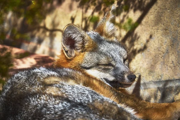Gri tilki Las Vegas Nevada 'daki Springs Preserve' de huzur içinde yatıyor. Yumuşak kürk ve rahat duruş, Amerika Birleşik Devletleri 'ndeki doğal hayatın güzelliğini ve sakinliğini vurgular..