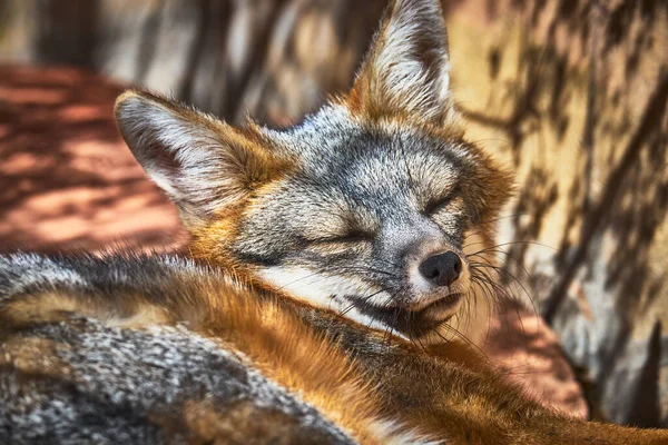 Gri tilki Las Vegas Nevada 'daki Springs Preserve' de huzurlu bir şekilde uyur. Yumuşak kürk ve dingin ifade, rahatlatıcı bir hava yaratır ve doğal yaşamı ön plana çıkarır..