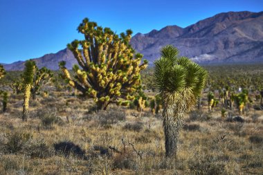 Joshua Trees, Cima yakınlarındaki Mojave Çölü 'nde yükselişte olan dağlarda dimdik ayakta duruyor. Kuru otlar ve kendine özgü yeşillikler eşsiz Kaliforniya vahşi doğasını ve ikonik birleşimi vurgular.