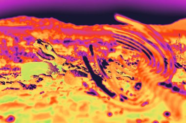 Katır geyiği iskeleti kayalık çöl zemininde gerçeküstü bir harita efekti altında dinlenir. Las Vegas Nevada yakınlarındaki Kızıl Kaya Kanyonu manzarasıyla harmanlanmış yoğun kızılötesi renkler çarpıcı bir şekilde