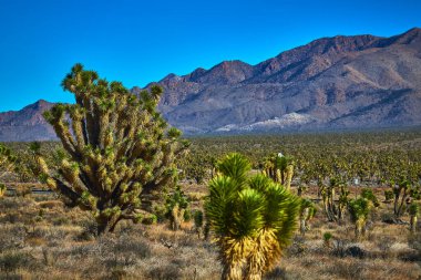 Joshua ağaçları Kaliforniya 'daki Cima yakınlarındaki Mojave Çölü' nü engebeli dağlarla dolduruyor. Kuru toprak ve mavi gökyüzü ABD 'nin eşsiz ekosistem ve vahşi güzelliğini vurguluyor.