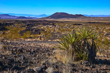 Dikenli kaktüsler ve volkanik kayalar Kelso California yakınlarındaki kurak Mojave arazisine hakim. Güneş ışığı, çöl bitkilerinin dayanıklılığını ve uzak tepeleri vurguluyor..
