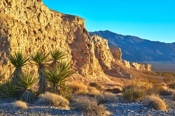 Sıcak güneş ışığı, Las Vegas yakınlarındaki Tule Springs Fosil Yatağı 'nın engebeli kayalıklarını yıkar. Joshua ağaçları ve kurak dağlar bu dingin altın saat çöl manzarasını tamamlar..