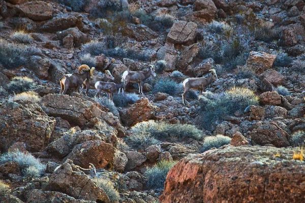 Bir grup Bighorn Koyunu Las Vegas yakınlarındaki Nevadas Ateş Kasesi 'ndeki kayalık çıkıntılarda ve kuru çöl bitkilerinde zarifçe ilerler. Engebeli araziler ve vahşi hayvanlar, ruhun özünü yakalar.