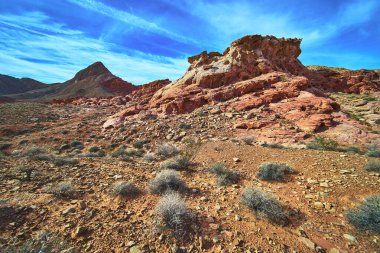 Las Vegas Nevada yakınlarındaki Ateş Kasesi 'nde parlak kırmızı kayalar açık mavi gökyüzünün altından çöl tabanından yükseliyor. Engebeli arazi ve seyrek bitki örtüsü Birleşik Devletler 'in eşsiz güzelliğini yakalıyor.