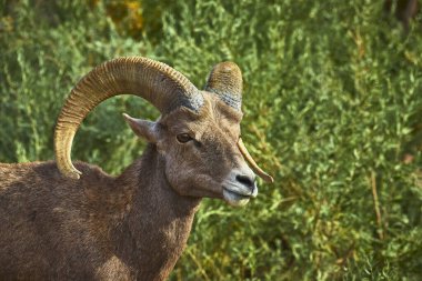 Bir Bighorn Koyununun Nevada 'da yemyeşil bir araziyle çevrili olduğu Hemenway Parkı' nda alarm durumunda. Güçlü boynuzları ve sert kürkü doğal Las Vegas ortamında sergilenir..