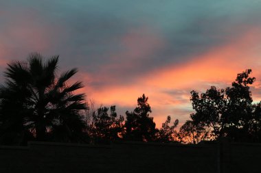 Mor güllere yaklaş