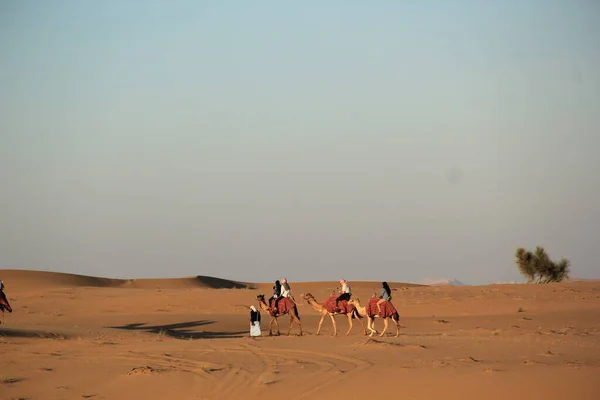 Desert Safari Riding Camels — Stock Photo, Image