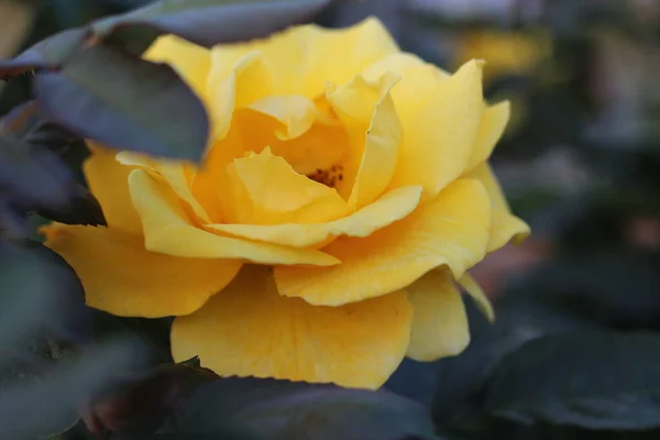 Primer Plano Una Rosa Amarilla —  Fotos de Stock