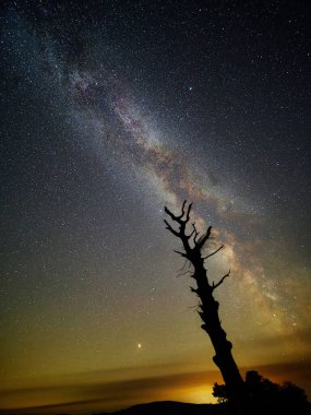 Samanyolu ve Mars yükseliyor. Samanyolu, yıldızlı bir gecede ufkun hemen üzerinde yükselen Mars ile açıkça görülüyordu. Ön planda evrene uzanan ölü bir ağaç var. Galler 'de çekildi..
