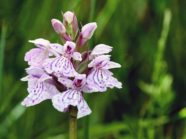 Common Spotted Orchid  The Most Common Orchid in the UK. The common spotted orchid gets its name from purple spots on green leaves, the flowers are white/pale pink with darker pink/purple spots. The flowers bloom in the UK between June and August.