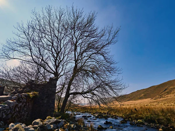 Tree Ruined Farmhouse Stream Wales Winter Scene Tree Remote Ruined — Stock Photo, Image