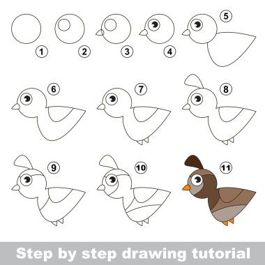 Bıldırcın. Çizim eğitimi.