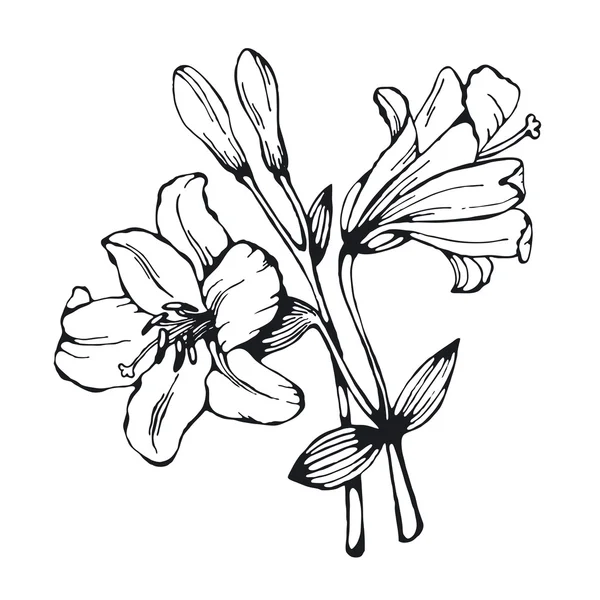 Dekoratif lily silüeti — Stok Vektör