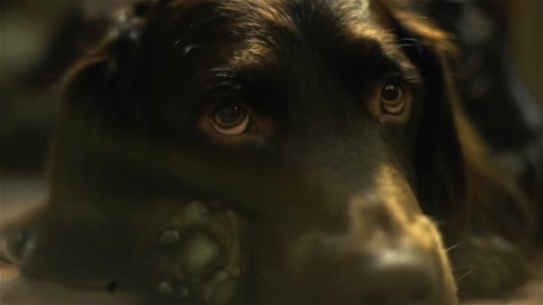 Dog Wachtelhund at home — Stock Video