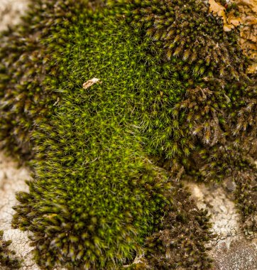  Yeşil ve kahverengi yosun.