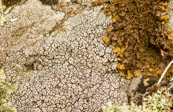 Bright and dark lichen. — Stock Photo, Image