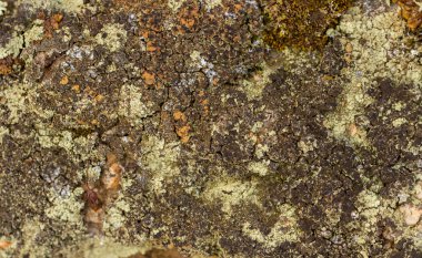 Aydınlık ve karanlık liken.