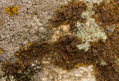 Aydınlık ve karanlık liken.