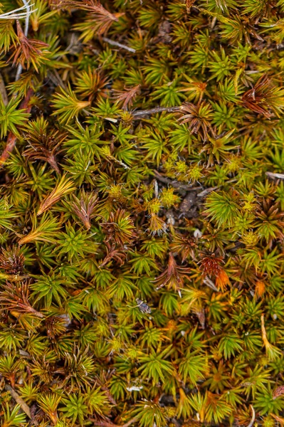 Groene mos en korstmos. — Stockfoto