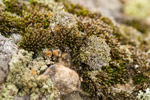 Mousse verte et lichen . — Photo