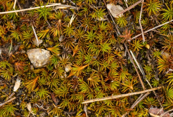 緑の苔や地衣類. — ストック写真