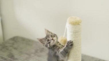 Gri bir kedi yavrusunun tırmalama direğine tırmanması ve çerçevenin dışında bir şeyi dikkatlice gözlemlemesi.