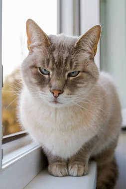 Gri kedi pencerenin kenarına oturur ve kızgın bir bakışla kameraya bakar.